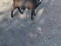 Коза, Nubian Goat — снимка 2