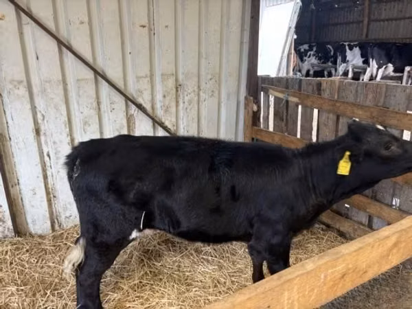 Cow, Limousin cow