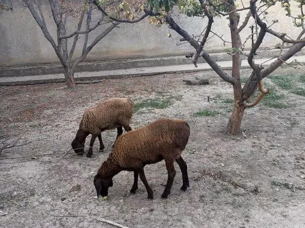 Biri-biri betina, Sheep — Uzbekistan