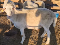 Vædder, Assaf sheep — foto 2