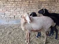 Oaie, Merino sheep — foto 2
