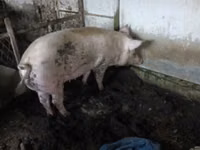 Säue, Schweine — Foto 2