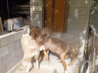 Sheep, Arashan sheep — photo 6
