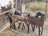 Kambing betina, Nubian Goat — foto 1