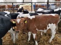 Bull, Simmental cattle — photo 4