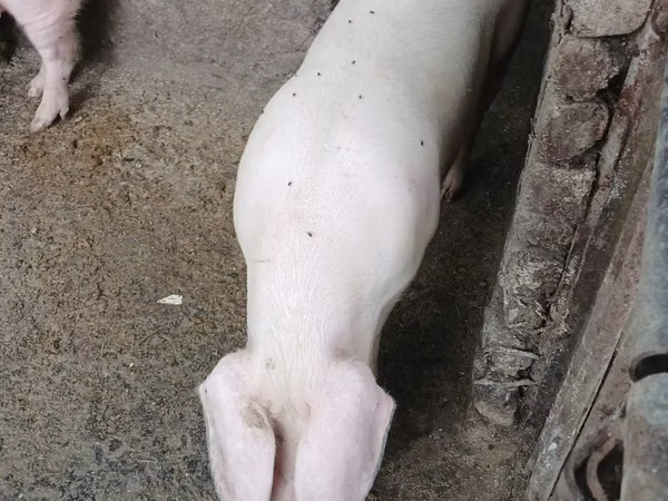 Sow, Pigs — Moldova