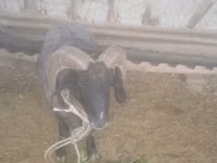 የጎትት አውራ በግ, Sheep — ፎቶ 5