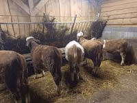 Bydło (partia, płeć nieokreślona), Simmental cattle — zdjęcie 2