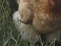 सुल्तान — फ़ोटो 1