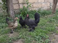 Chickens — foto 7