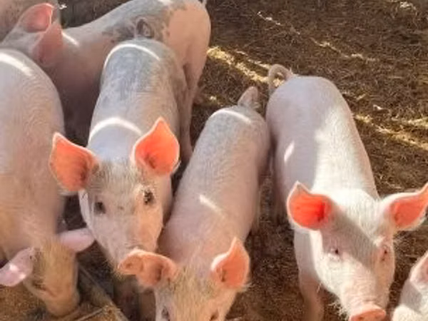 Pigs (batch, sex not specified), 