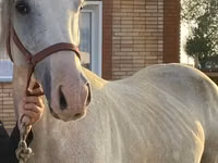 Koń, Anglo-Arabian — zdjęcie 1