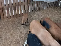 Får (parti, køn ikke angivet), Cameroon sheep — foto 3