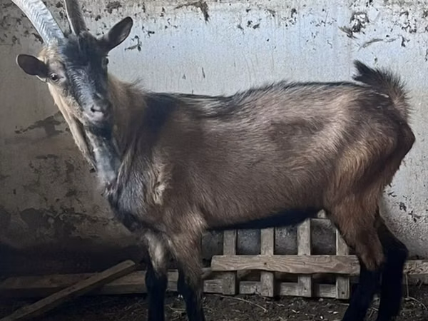 Billy Goat, Oberhasli goats — Azerbaijan