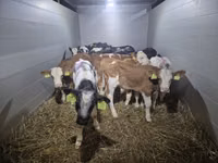 วัวตัวผู้, Simmental cattle — รูปภาพ 1