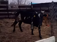 Ko, Russian Black pied cattle — foto 1