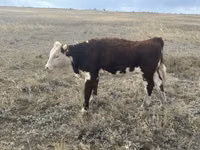 Cow, Kazakh White-headed cow — photo 4