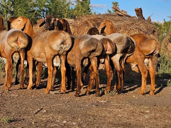 Ovan, Hissar sheep