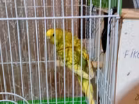 TECILI SATILIR!!! GOY RENG ERKEYDI 1 YAS YARIMLIQDI SARI RENG DISIDI 1 — foto 2