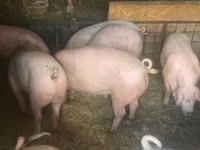 แม่สุกร, หมู — รูปภาพ 2