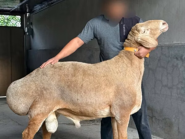 Kambing jantan, Arashan sheep