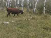 公牛, Cattle — 照片 5