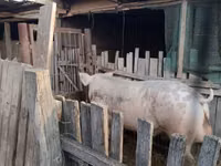 Boar, Pigs — photo 3