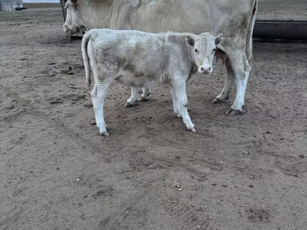 Cow, Auliekol breed — Kazakhstan