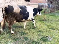 Αγελάδα, Russian Black pied cattle — φωτογραφία 1
