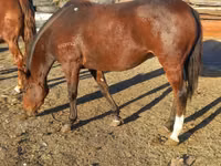 ঘোটকী, Arabian horse — ছবি 7