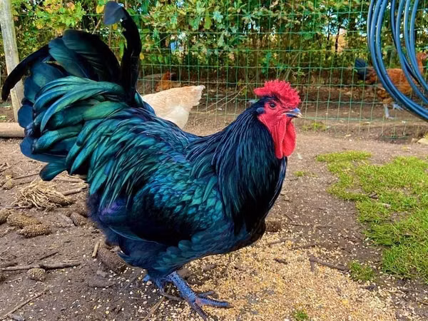 Australorp — Azerbejdżan