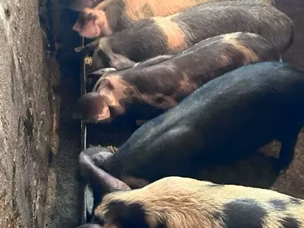 Boar, Pigs — Armenia
