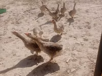 Geese — รูปภาพ 3
