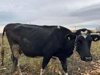 Krowa, Russian Black pied cattle — zdjęcie 2