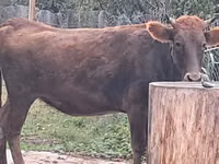 Sapi, Cattle — foto 6