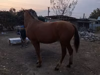 公马, Horses — 照片 6
