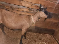 Koza, Alpine goat — foto 2