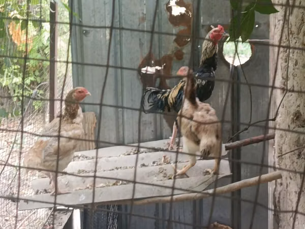 Chickens — Kârgâzstan