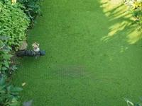 Best Azolla Seeds in Kenya - Location CBD Nairobi — 照片 1