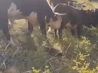 Toro, Bovini — foto 1