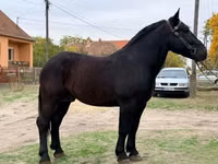 Kuda jantan, Lipizzaner — foto 1