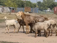 Ovan, Hissar sheep — fotografija 1