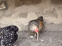 Chickens — تصویر 3