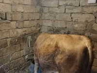 Bull, Simmental cattle — photo 3