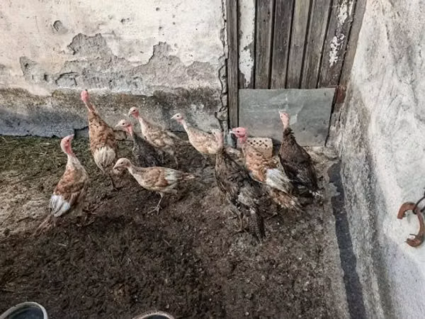 Turkeys — Угорщина