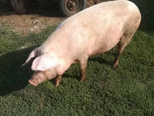 Sow,  — Hungary