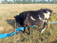Ko, Russian Black pied cattle — foto 3