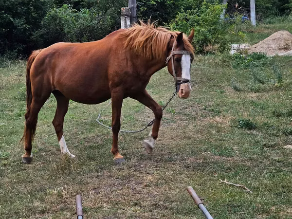 Mare, Horses — Moldova