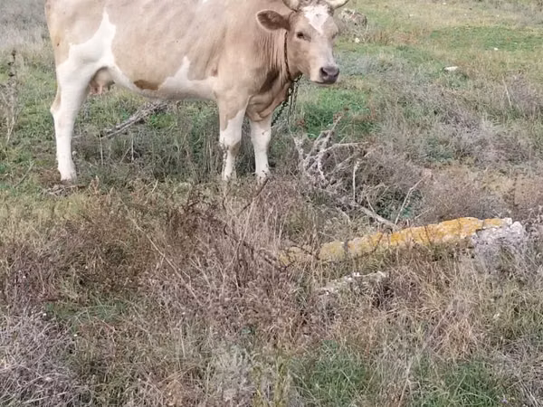 Cow, Simmental cattle