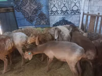 母山羊, Goats — 照片 5